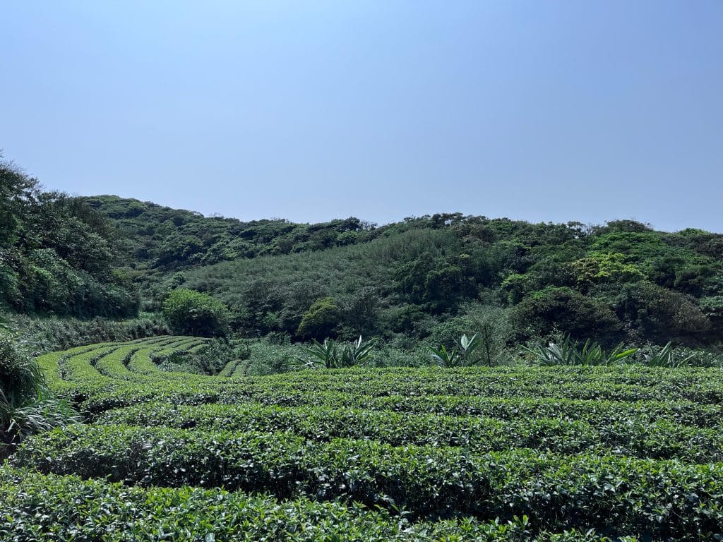 【新北石門景點】茶山步道|空氣也會回甘-沈醉在山海相望的馥郁茶香裡 叮咚News|分享新奇與樂趣