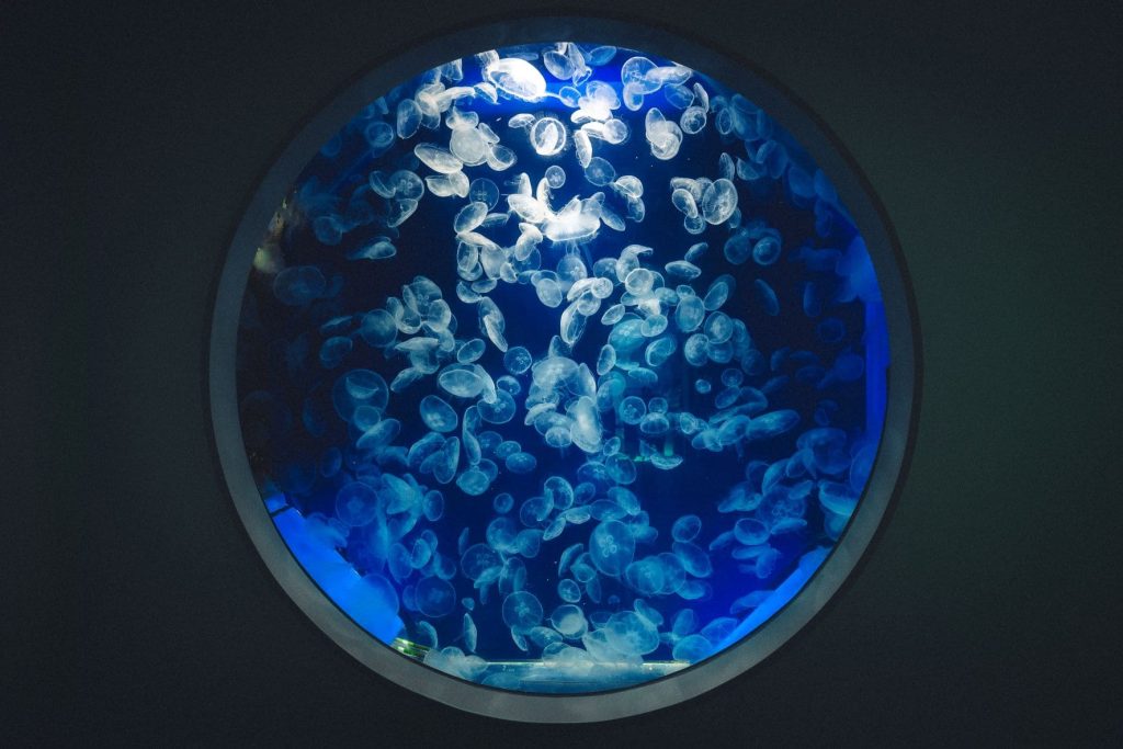【桃園景點推薦】桃園Xpark水族館|門票、交通、最新優惠,一日遊好去處及暑期活動推薦 Xpark水族館