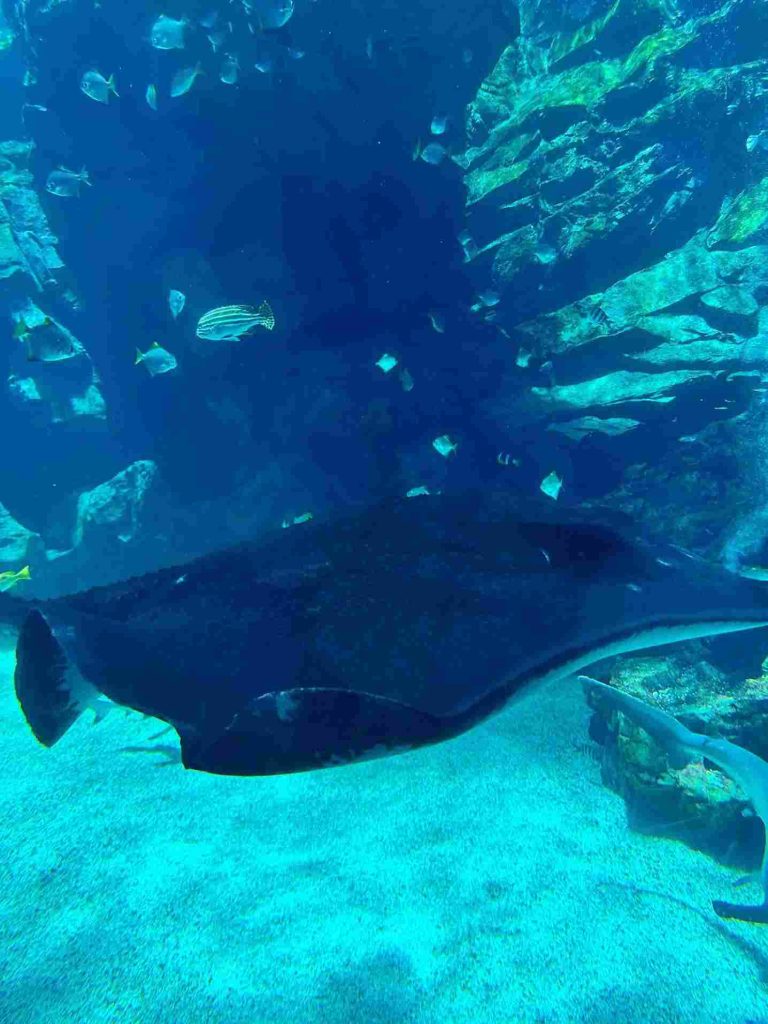 【桃園景點推薦】桃園Xpark水族館|門票、交通、最新優惠,一日遊好去處及暑期活動推薦 Xpark水族館-必逛場館
