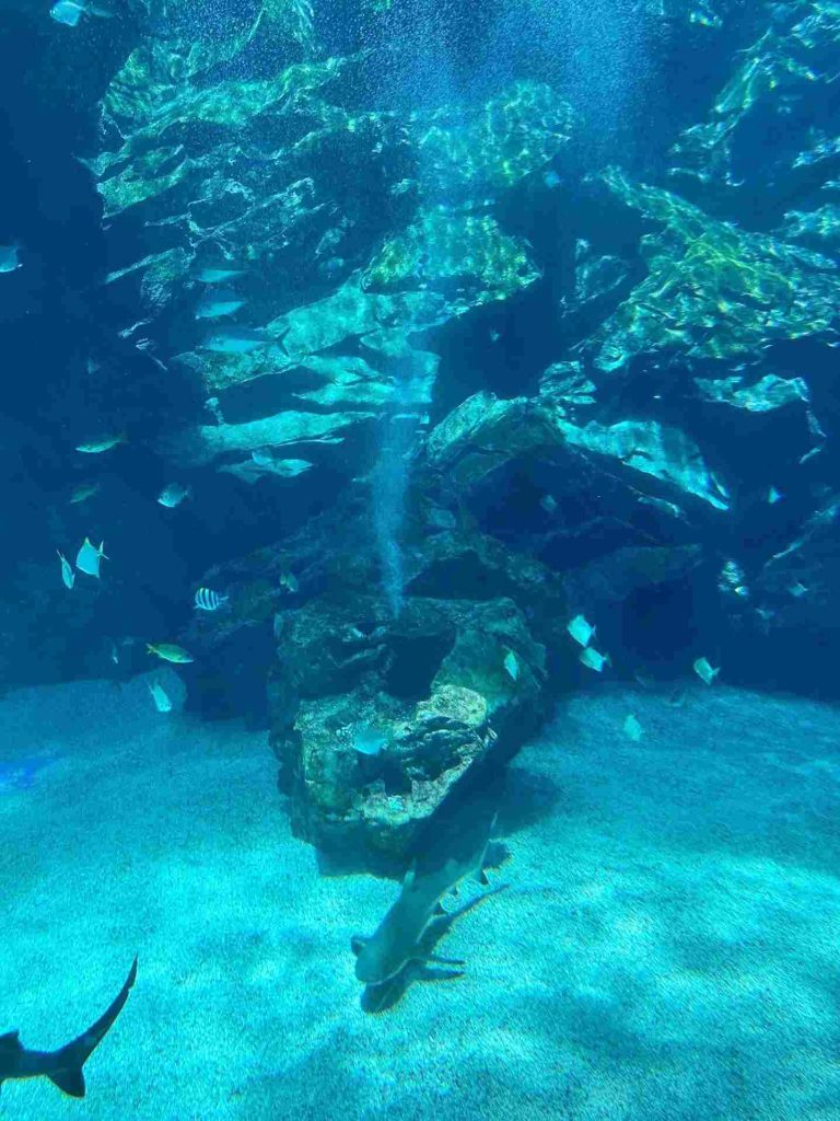 【桃園景點推薦】桃園Xpark水族館|門票、交通、最新優惠,一日遊好去處及暑期活動推薦 Xpark水族館-必逛場館
