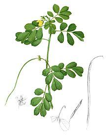 【決明子茶推薦】決明子對眼睛有什麼好處?決明子茶功效和可能的副作用一次看 決明子茶包推薦