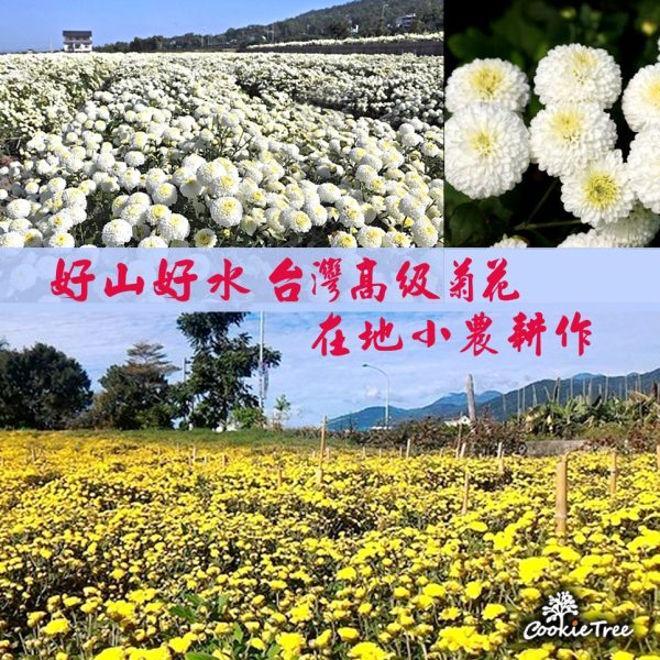 台灣菊花枸杞決明子茶：圖片 7