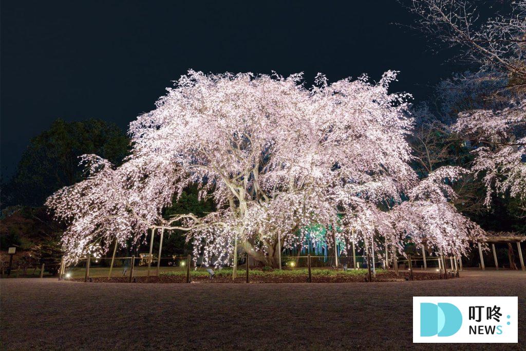 【2024東京櫻花季】東京櫻花3月底滿開!絕不能錯過的10個東京賞櫻景點報你知 2024東京櫻花季