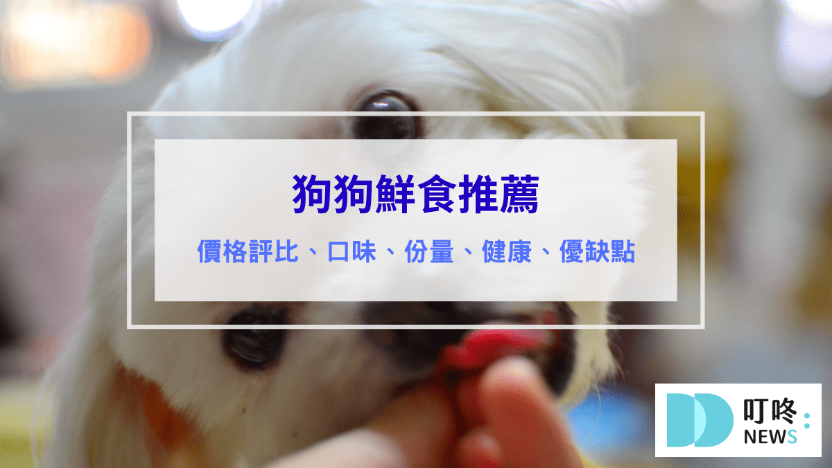 叮咚News｜分享新奇與樂趣