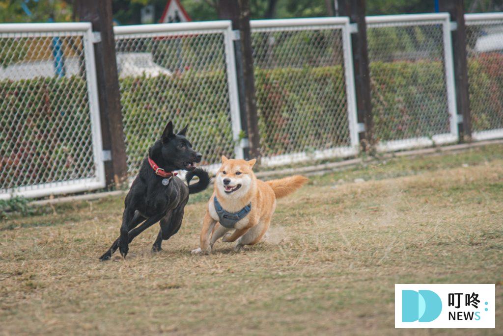【2025年最新】全台寵物公園大整理,快帶毛孩放風去! 寵物公園的好處有哪些?