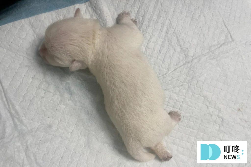 幼犬飲食