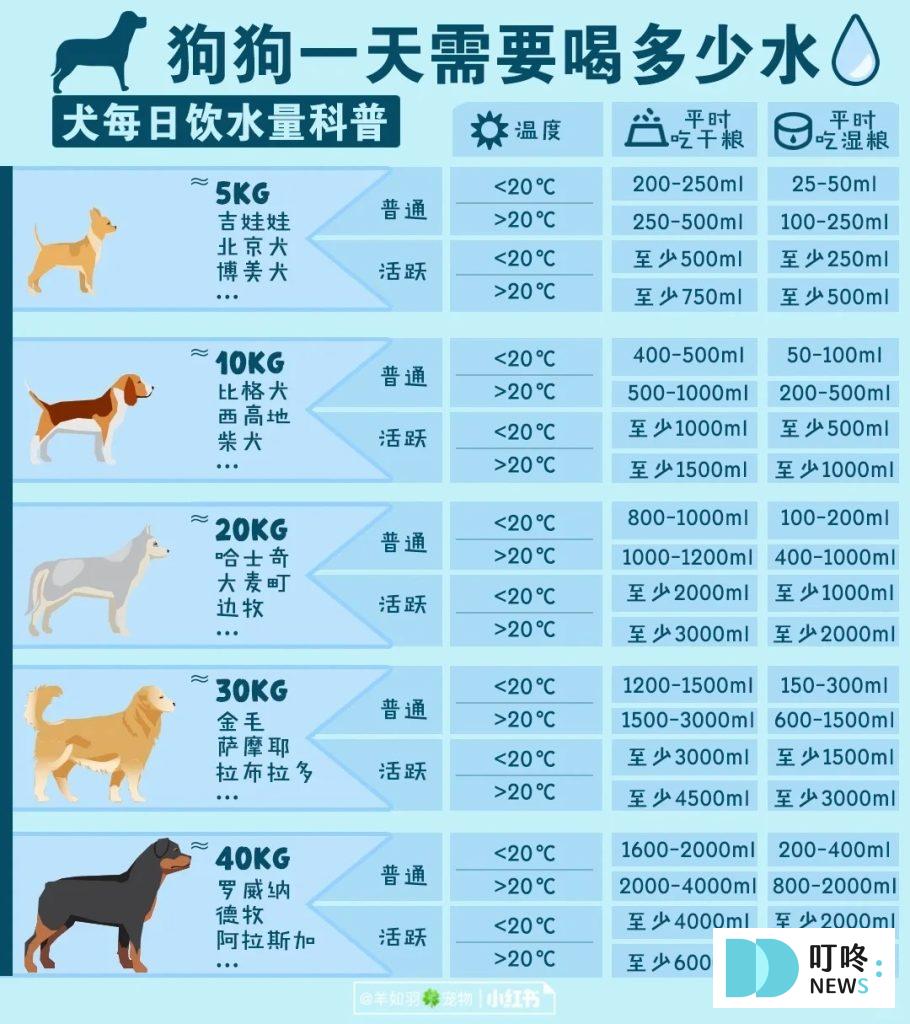 狗狗肚子一直叫怎麼辦?很可能是這4大因素所造成!釐清狗狗肚子的所有問題,必看狗狗營養保健總整理 狗狗零食推薦 健康+無毒+營養 (2025熱銷款) 狗狗飲水量 狗一天要喝多少水