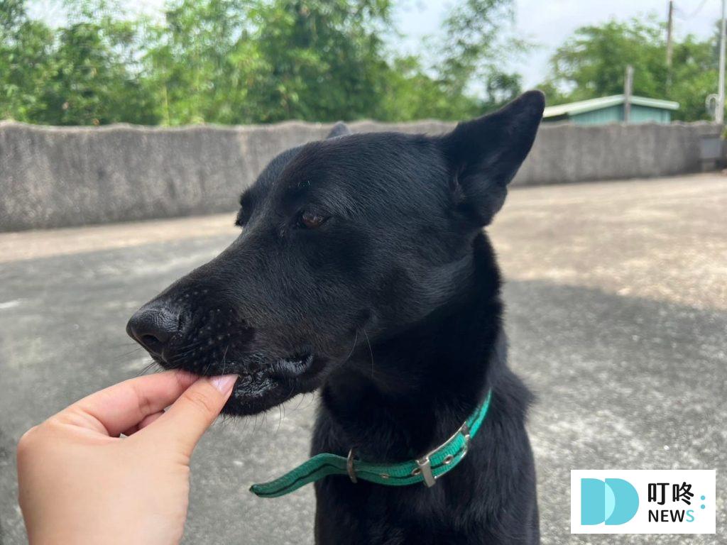 狗狗零食開箱|狗起司推薦:Hello角切起司塊、起司條真實評價、狗零食怎麼挑一次看 狗起司推薦:真實開箱評價餵食3