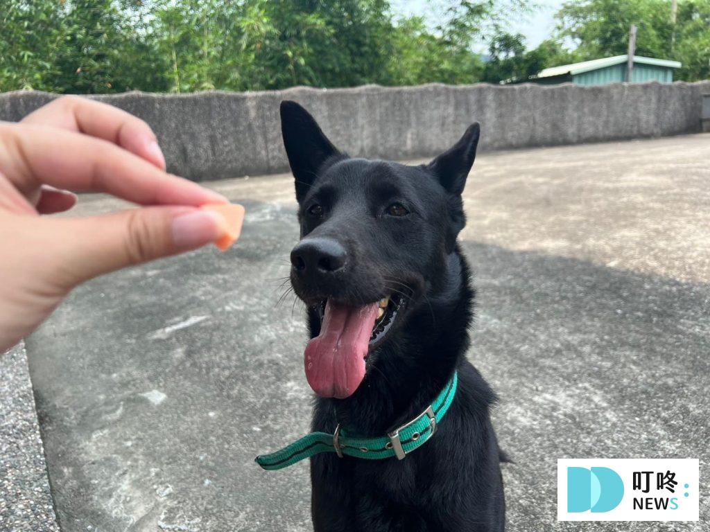 狗狗零食開箱|狗起司推薦:Hello角切起司塊、起司條真實評價、狗零食怎麼挑一次看 狗狗零食開箱|狗起司推薦-結語