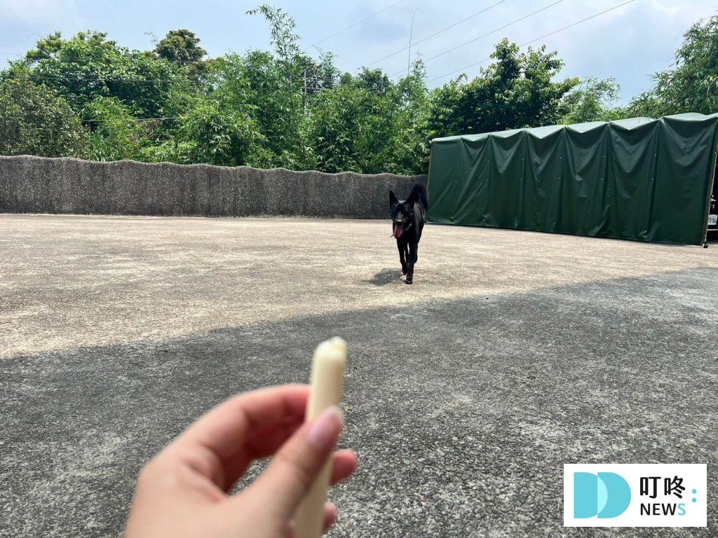 狗狗零食開箱|狗起司推薦:Hello角切起司塊、起司條真實評價、狗零食怎麼挑一次看 狗起司推薦:Hello起士條餵食2