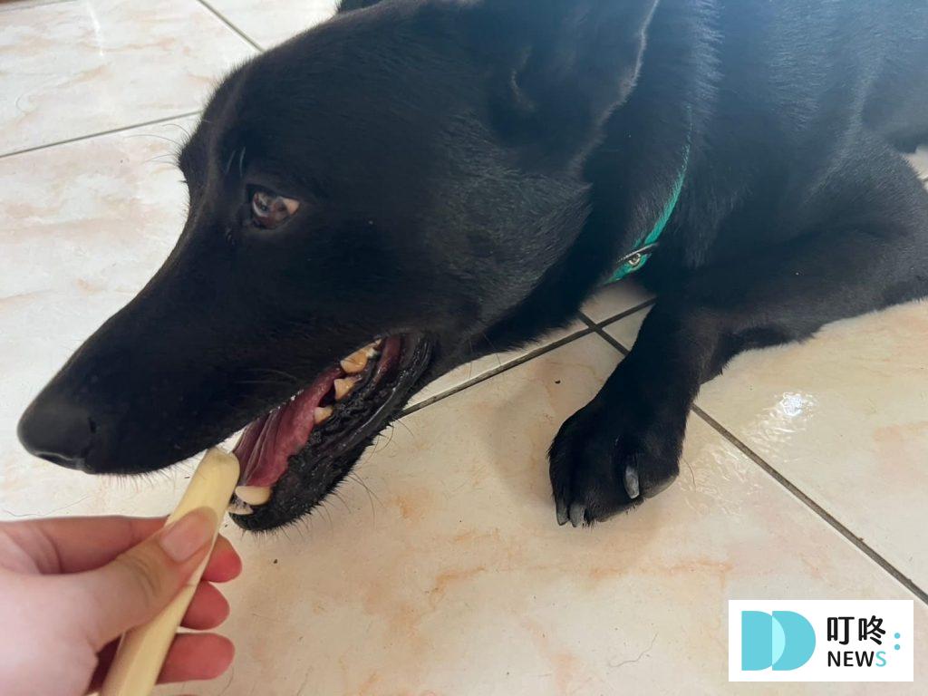 狗狗零食開箱|狗起司推薦:Hello角切起司塊、起司條真實評價、狗零食怎麼挑一次看 狗起司推薦:Hello起士條餵食3