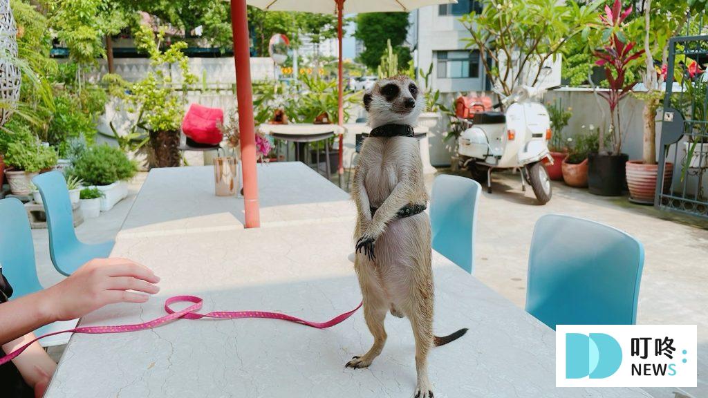 貓邸老咖|台中寵物友善義式庭園餐廳:菜單、台中貓咪、狐獴餐廳 叮咚News|分享新奇與樂趣