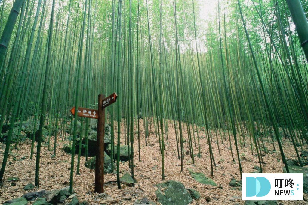台中避暑景點｜八仙山國家森林遊樂區