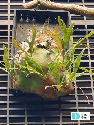 【鹿角蕨懶人包】鹿角蕨種類、如何照顧怎麼養?貴到能買一棟房!全面資訊來解答 叮咚News|分享新奇與樂趣
