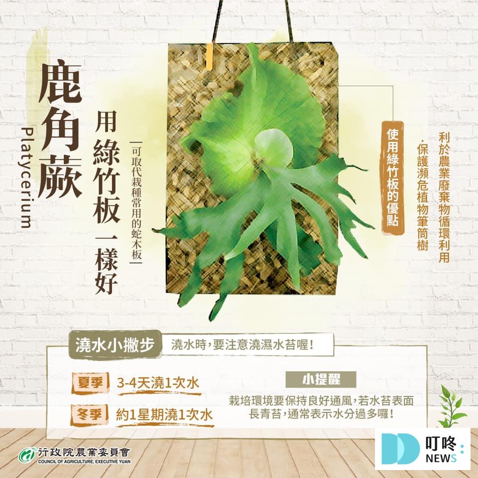 【鹿角蕨懶人包】鹿角蕨種類、如何照顧怎麼養?貴到能買一棟房!全面資訊來解答 鹿角蕨照顧、怎麼養