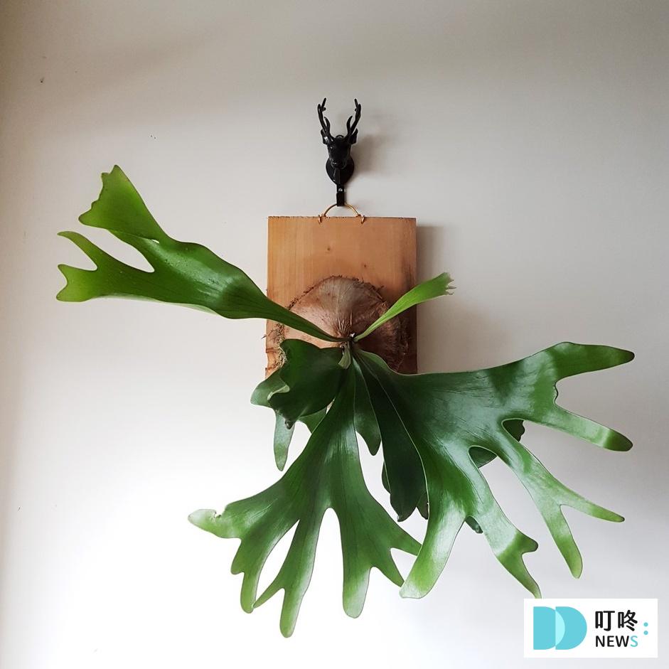 【鹿角蕨懶人包】鹿角蕨種類、如何照顧怎麼養?貴到能買一棟房!全面資訊來解答 叮咚News|分享新奇與樂趣