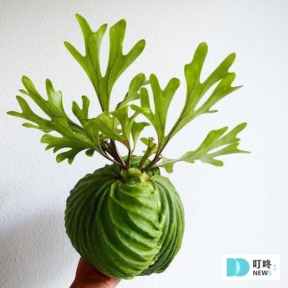 【鹿角蕨懶人包】鹿角蕨種類、如何照顧怎麼養?貴到能買一棟房!全面資訊來解答 【推薦二】亞洲猴腦鹿角蕨