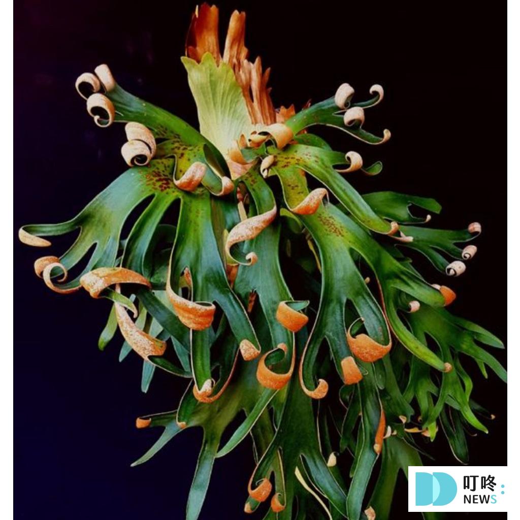 【鹿角蕨懶人包】鹿角蕨種類、如何照顧怎麼養?貴到能買一棟房!全面資訊來解答 【推薦三】捲捲鹿P.Foongsiqi 馮詩琪 鹿角蕨