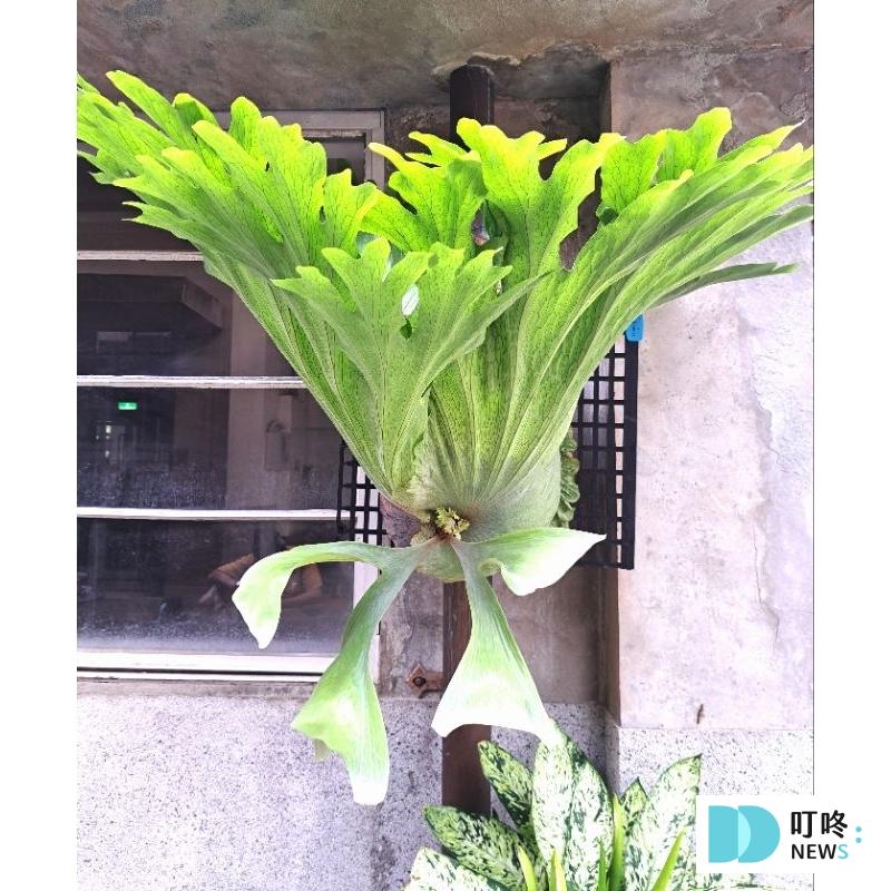 【鹿角蕨懶人包】鹿角蕨種類、如何照顧怎麼養?貴到能買一棟房!全面資訊來解答 【推薦四】女王鹿角蕨