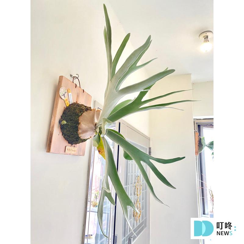 【鹿角蕨懶人包】鹿角蕨種類、如何照顧怎麼養?貴到能買一棟房!全面資訊來解答 【推薦五】銀葉鹿角蕨(立葉銀鹿、厚葉)