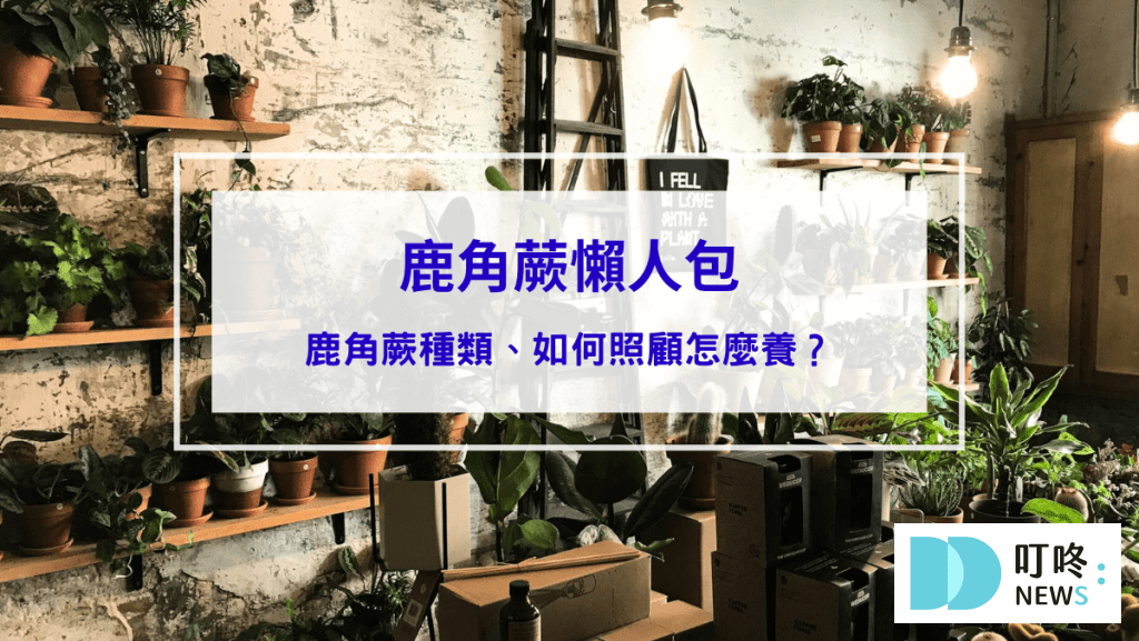 【鹿角蕨懶人包】鹿角蕨種類、如何照顧怎麼養？貴到能買一棟房！全面資訊來解答 