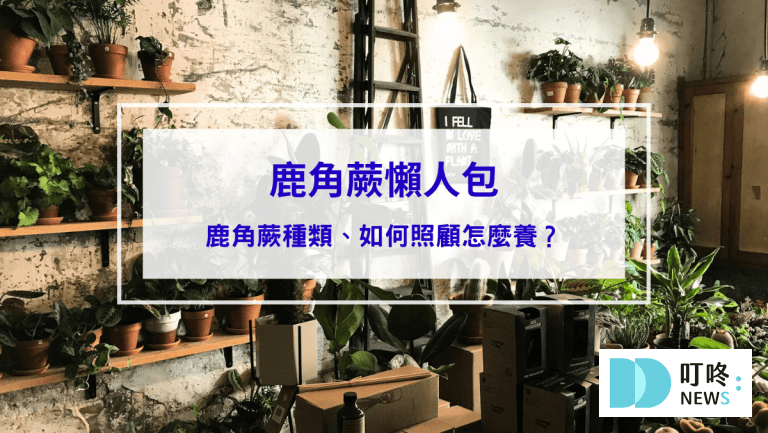 【鹿角蕨懶人包】鹿角蕨種類、如何照顧怎麼養？貴到能買一棟房！全面資訊來解答 