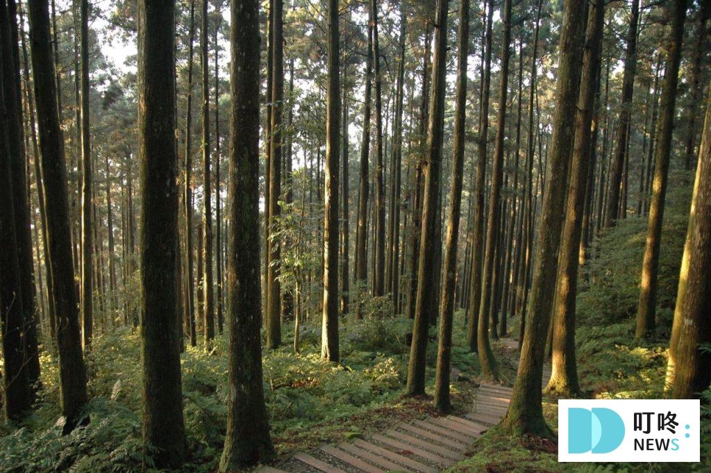 桃園避暑景點｜東眼山國家森林遊樂區