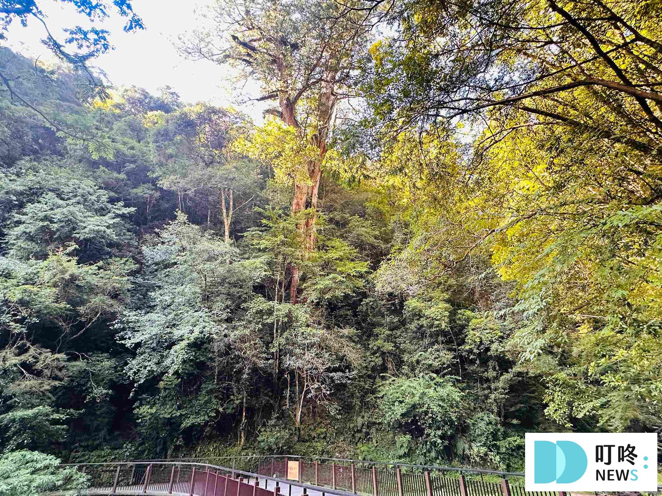 【拉拉山行程推薦】兩天一夜這樣排!住宿、景點、餐廳總整理! 拉拉山行程_拉拉山國家公園步道