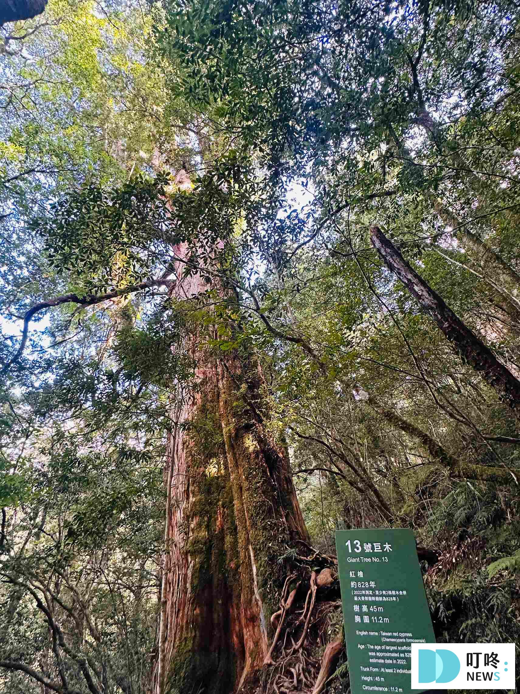 【拉拉山行程推薦】兩天一夜這樣排!住宿、景點、餐廳總整理! 拉拉山行程_拉拉山國家公園神木