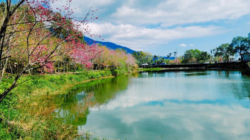 2025台灣賞櫻花景點18處|北中南東全攻略,掌握轉瞬即逝的櫻花季,交通、賞花期、門票、周邊景點看這篇就夠! 叮咚News|分享新奇與樂趣