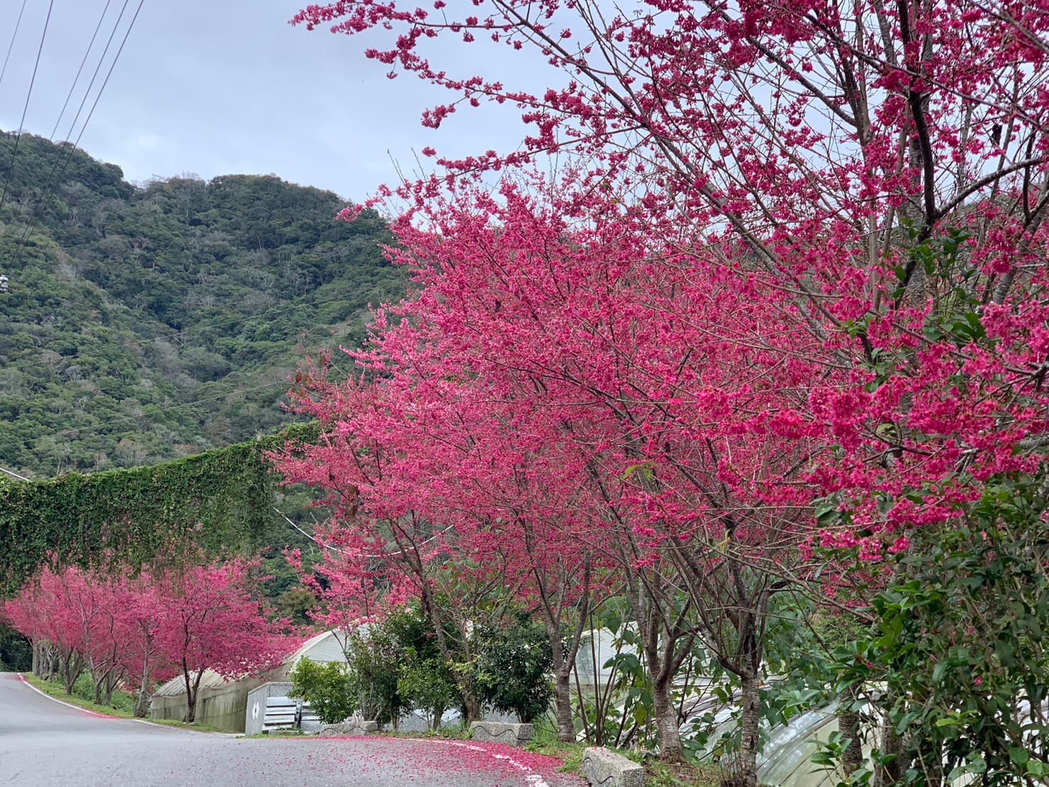 2025台灣賞櫻花景點18處|北中南東全攻略,掌握轉瞬即逝的櫻花季,交通、賞花期、門票、周邊景點看這篇就夠! 叮咚News|分享新奇與樂趣