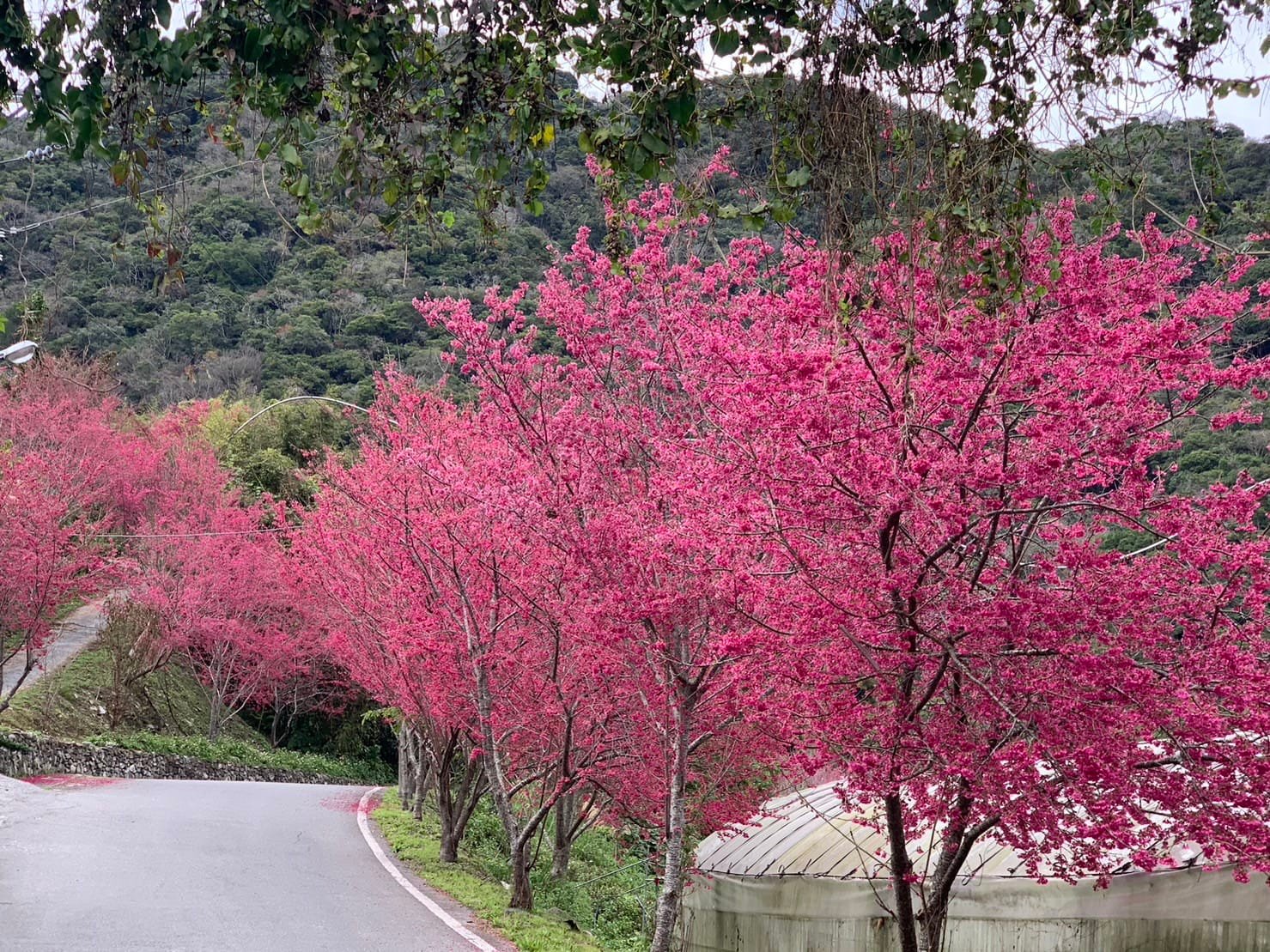 2025台灣賞櫻花景點18處|北中南東全攻略,掌握轉瞬即逝的櫻花季,交通、賞花期、門票、周邊景點看這篇就夠! 叮咚News|分享新奇與樂趣