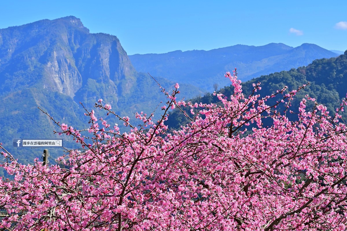 2025台灣賞櫻花景點18處|北中南東全攻略,掌握轉瞬即逝的櫻花季,交通、賞花期、門票、周邊景點看這篇就夠! 叮咚News|分享新奇與樂趣