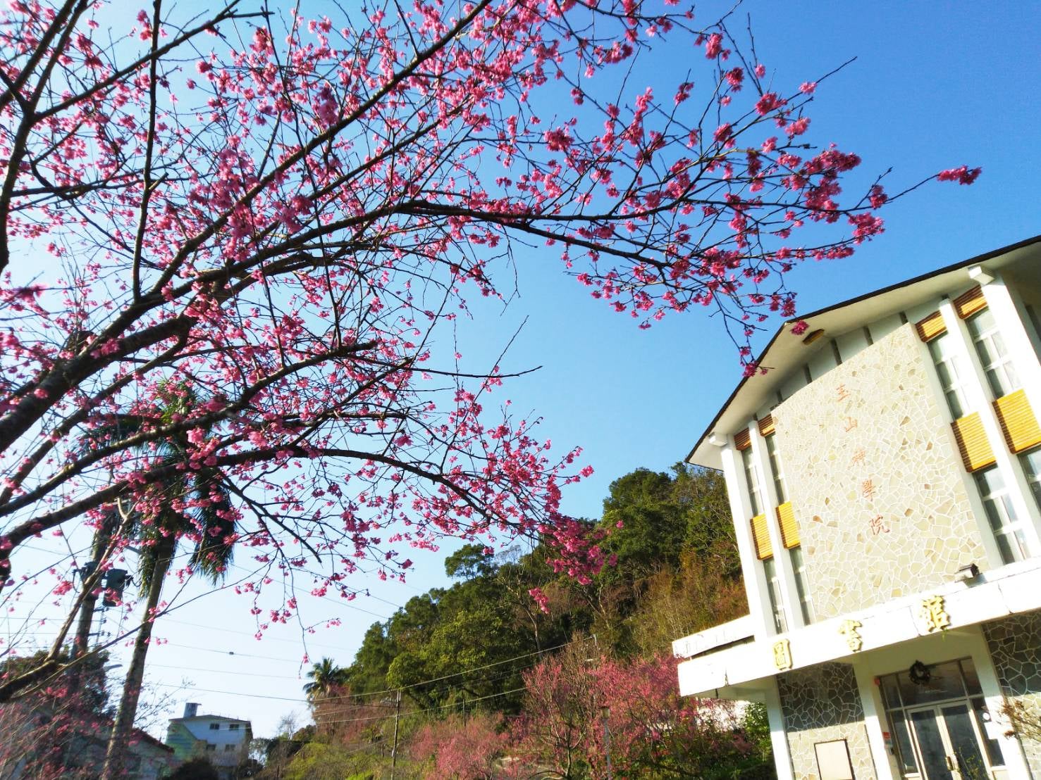 2025台灣賞櫻花景點18處|北中南東全攻略,掌握轉瞬即逝的櫻花季,交通、賞花期、門票、周邊景點看這篇就夠! 叮咚News|分享新奇與樂趣