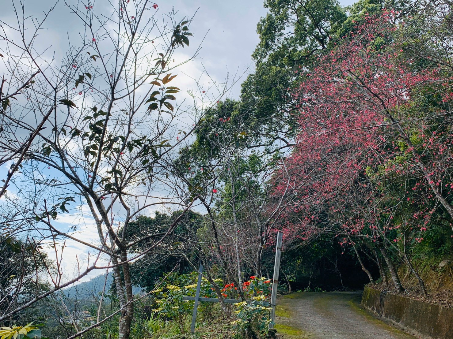 2025台灣賞櫻花景點18處|北中南東全攻略,掌握轉瞬即逝的櫻花季,交通、賞花期、門票、周邊景點看這篇就夠! 叮咚News|分享新奇與樂趣