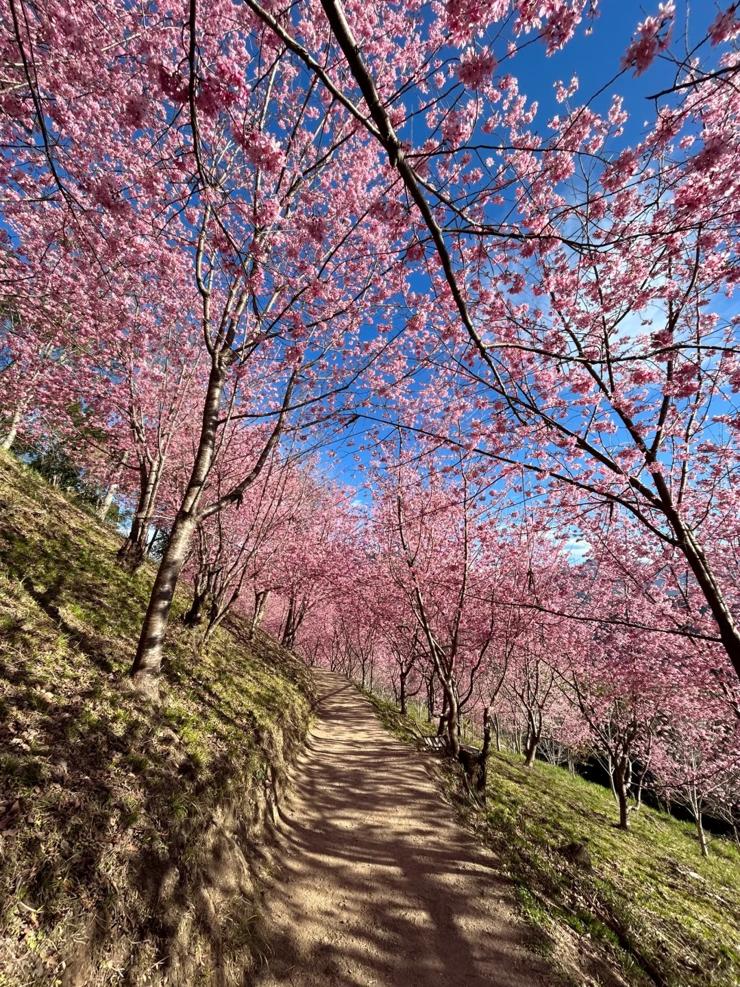 2025台灣賞櫻花景點18處|北中南東全攻略,掌握轉瞬即逝的櫻花季,交通、賞花期、門票、周邊景點看這篇就夠! 叮咚News|分享新奇與樂趣