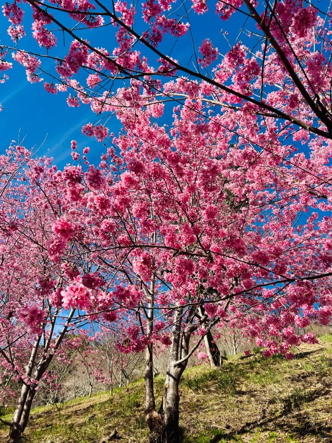 2025台灣賞櫻花景點18處|北中南東全攻略,掌握轉瞬即逝的櫻花季,交通、賞花期、門票、周邊景點看這篇就夠! 叮咚News|分享新奇與樂趣