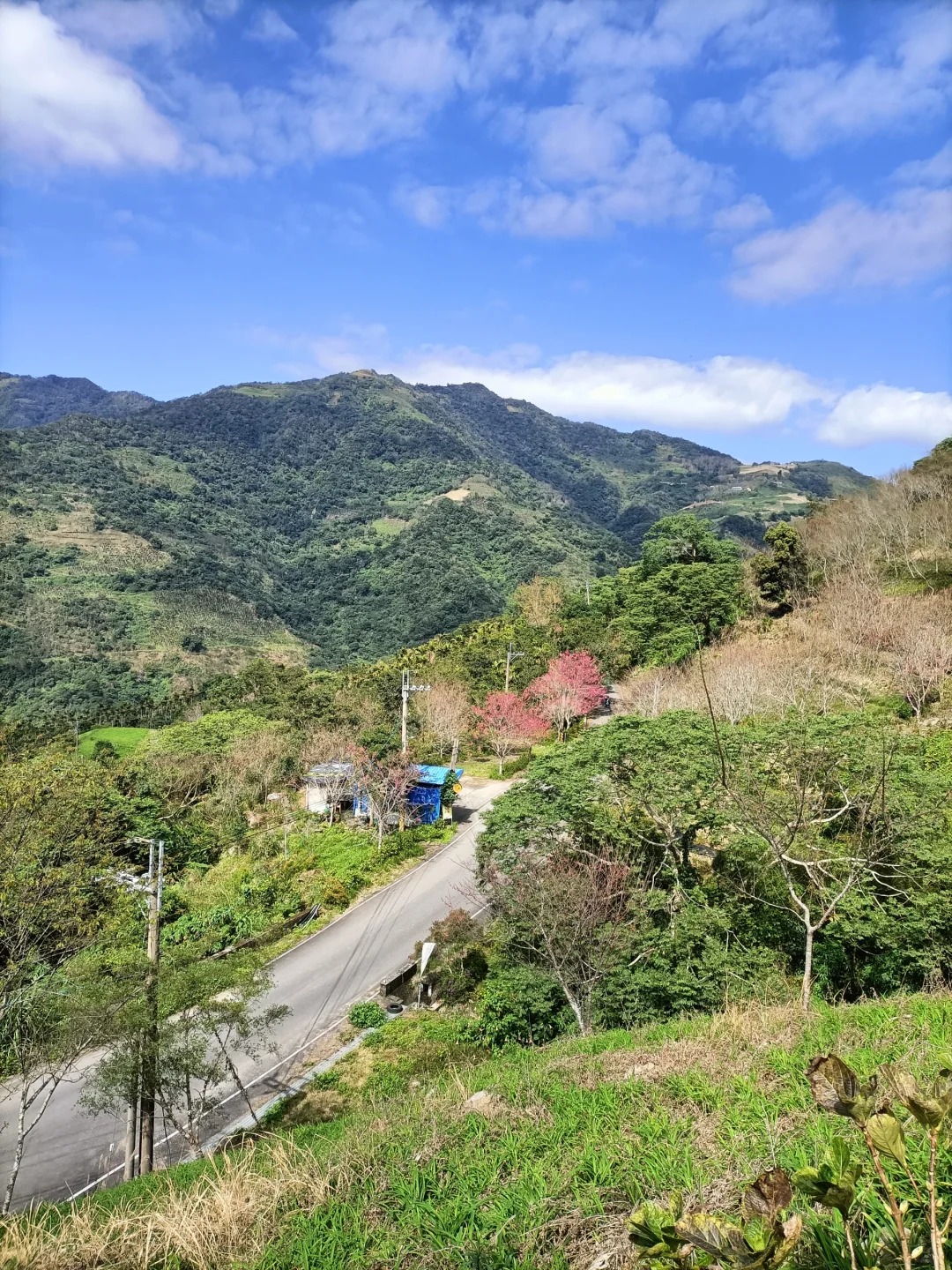 2025台灣賞櫻花景點18處|北中南東全攻略,掌握轉瞬即逝的櫻花季,交通、賞花期、門票、周邊景點看這篇就夠! 叮咚News|分享新奇與樂趣