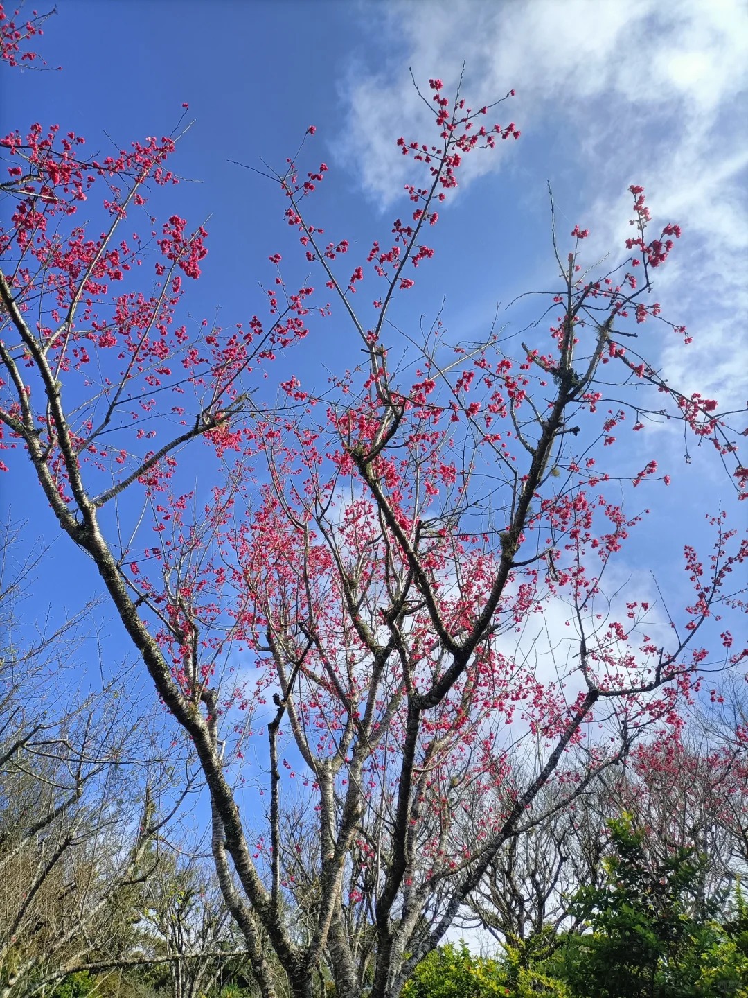 2025台灣賞櫻花景點18處|北中南東全攻略,掌握轉瞬即逝的櫻花季,交通、賞花期、門票、周邊景點看這篇就夠! 叮咚News|分享新奇與樂趣