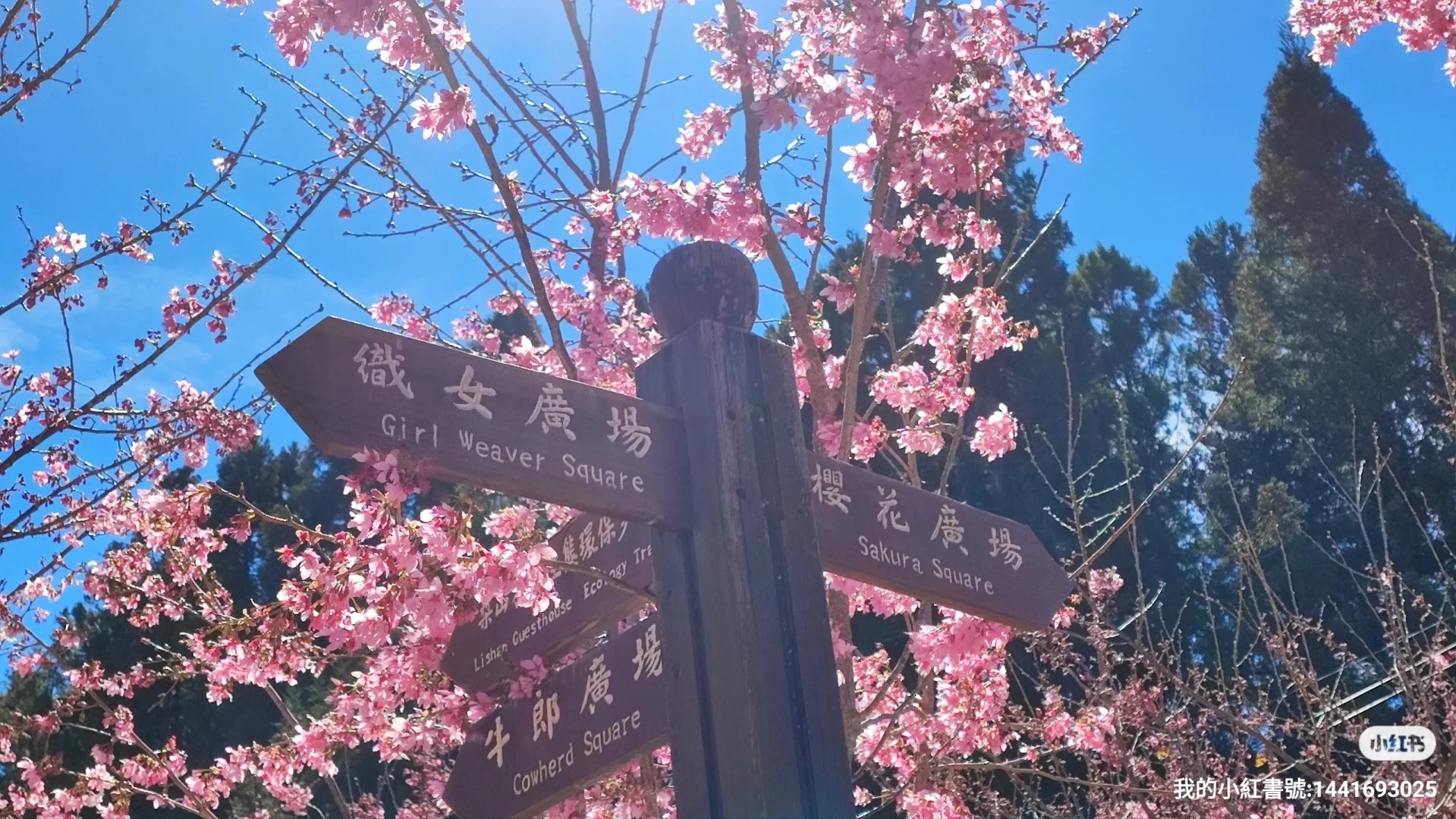 2025台灣賞櫻花景點18處|北中南東全攻略,掌握轉瞬即逝的櫻花季,交通、賞花期、門票、周邊景點看這篇就夠! 叮咚News|分享新奇與樂趣