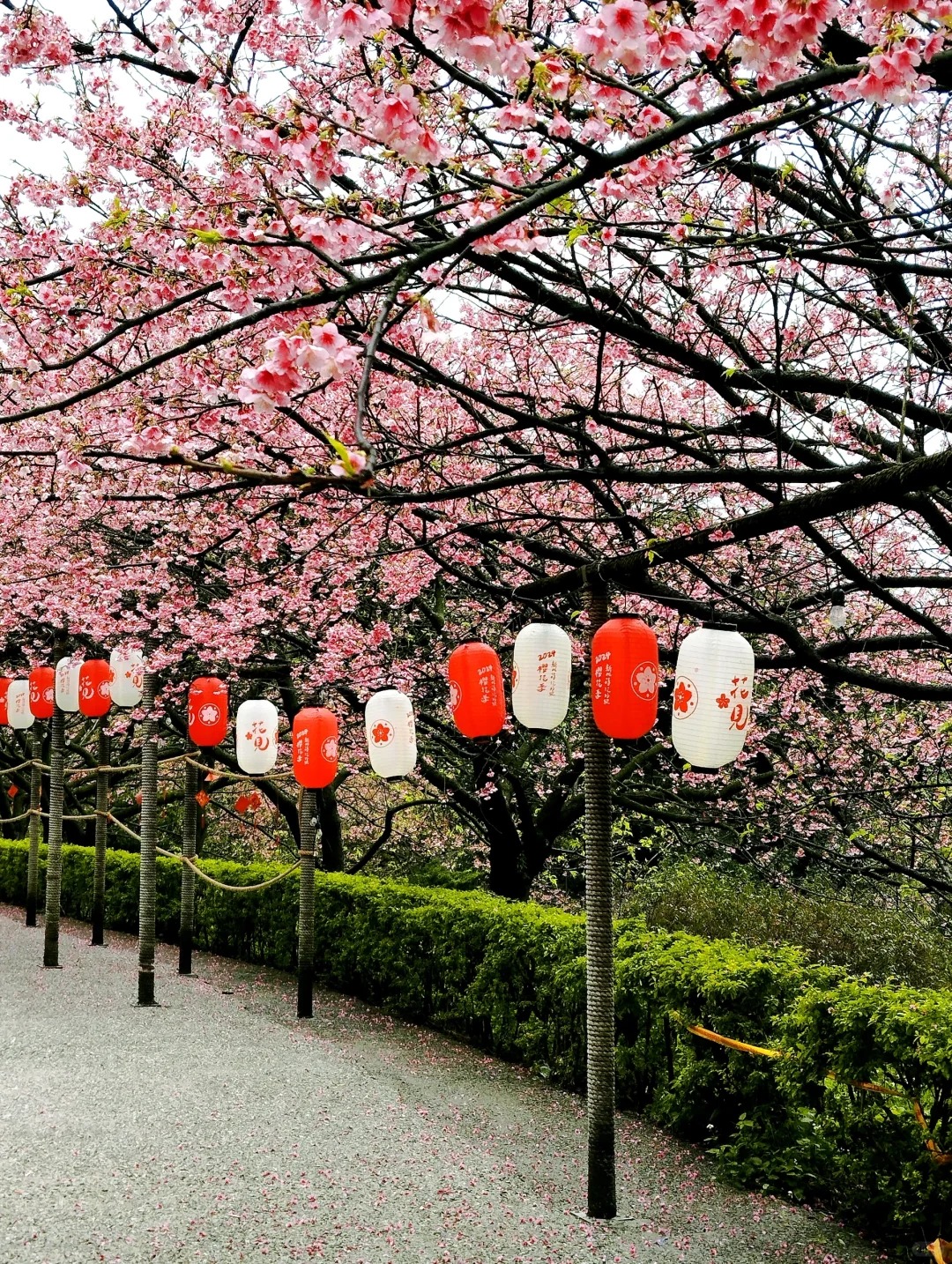 2025台灣賞櫻花景點18處|北中南東全攻略,掌握轉瞬即逝的櫻花季,交通、賞花期、門票、周邊景點看這篇就夠! 叮咚News|分享新奇與樂趣
