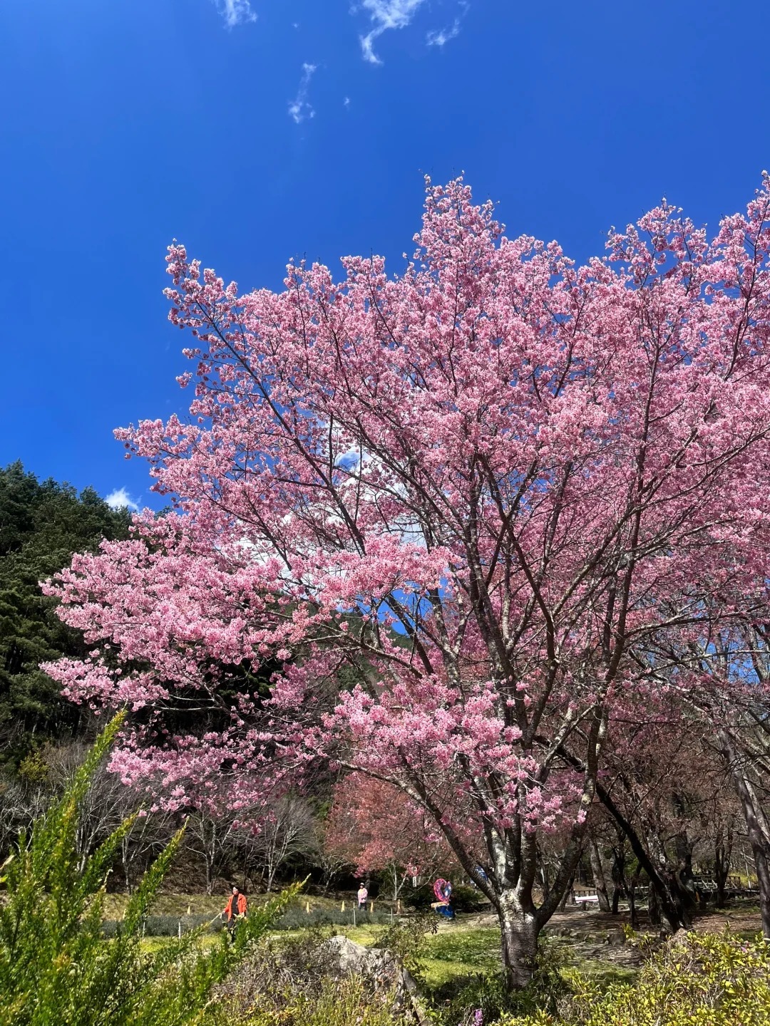 2025台灣賞櫻花景點18處|北中南東全攻略,掌握轉瞬即逝的櫻花季,交通、賞花期、門票、周邊景點看這篇就夠! 叮咚News|分享新奇與樂趣