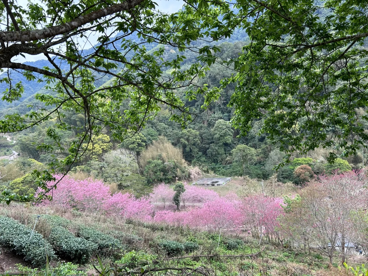 2025台灣賞櫻花景點18處|北中南東全攻略,掌握轉瞬即逝的櫻花季,交通、賞花期、門票、周邊景點看這篇就夠! 叮咚News|分享新奇與樂趣