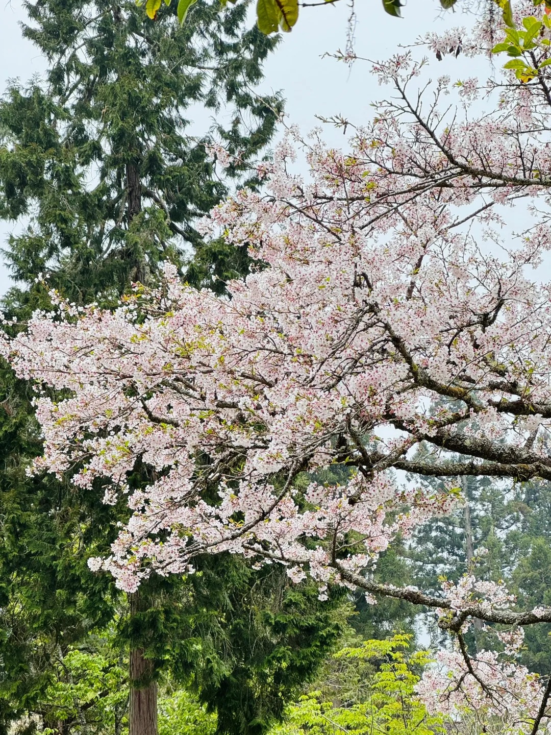 2025台灣賞櫻花景點18處|北中南東全攻略,掌握轉瞬即逝的櫻花季,交通、賞花期、門票、周邊景點看這篇就夠! 叮咚News|分享新奇與樂趣